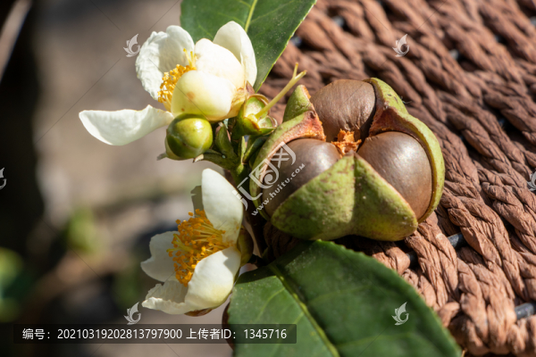 茶樹茶花茶籽
