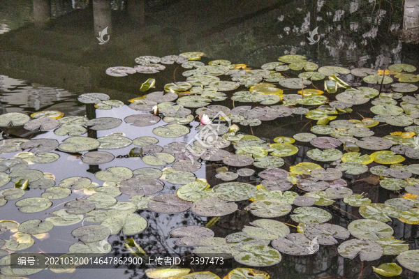 蓮池