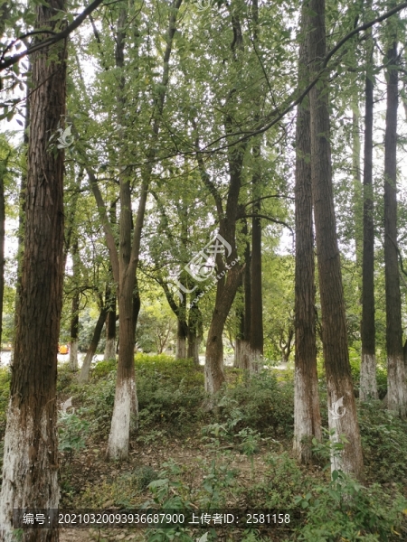 樹林