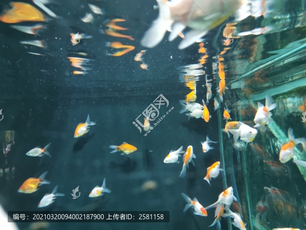 金魚