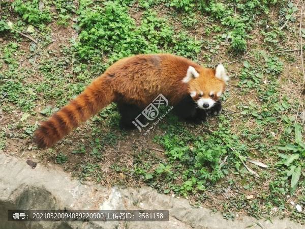 小浣熊