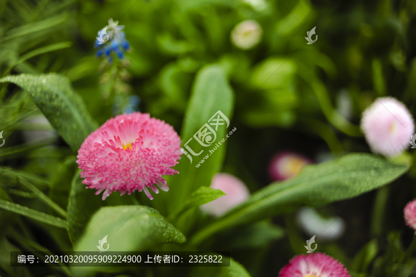 小雛菊