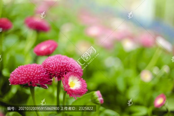 小雛菊