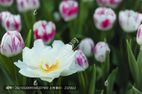 郁金香