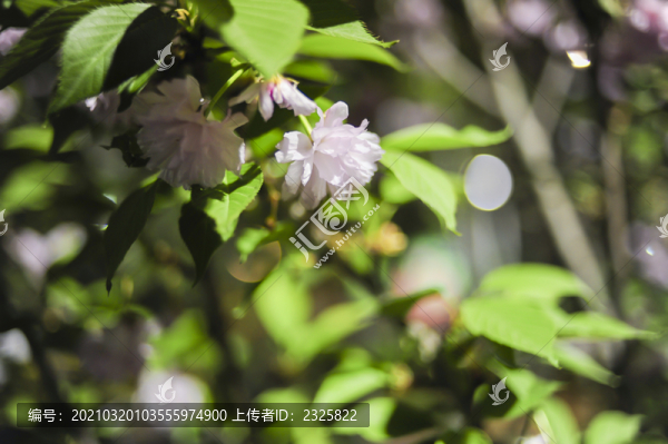 海棠花