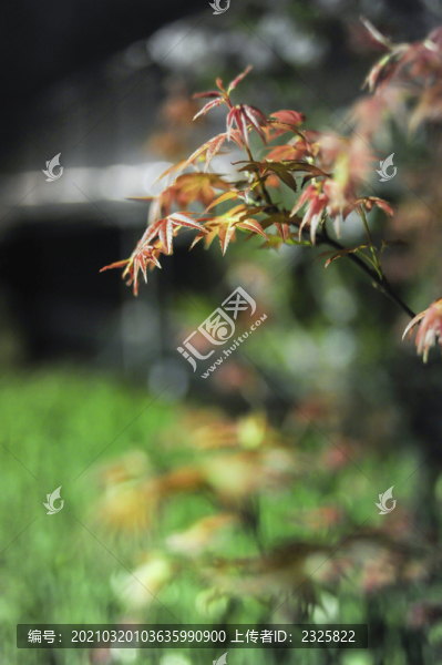 紅楓葉