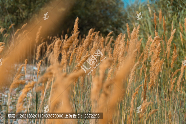 中國西部新疆伊犁田園自然風(fēng)光