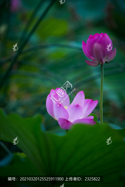 荷花