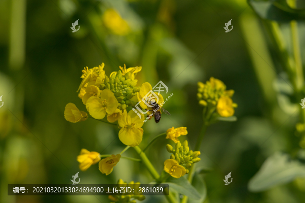 油菜花田里采蜜的蜜蜂
