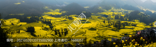 油菜花