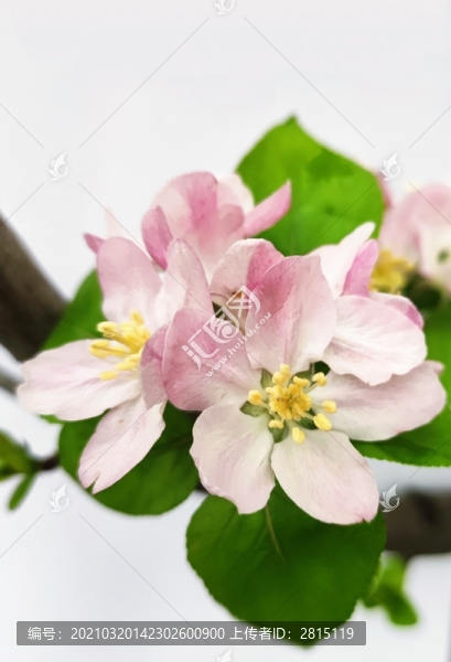 海棠花