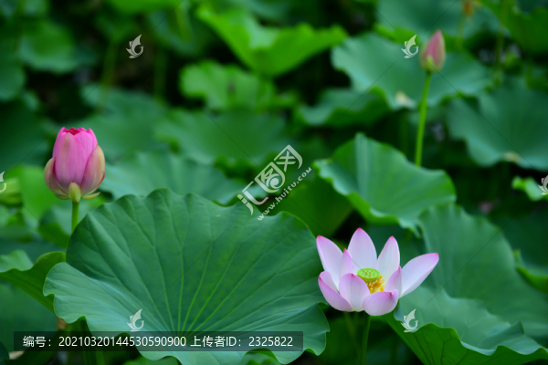 荷花特寫