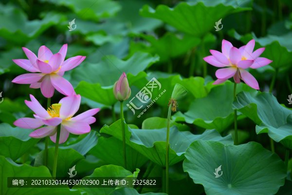荷花特寫