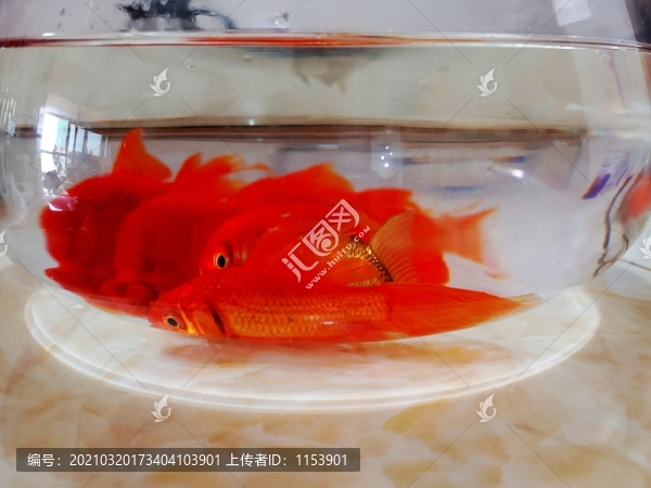 魚缸