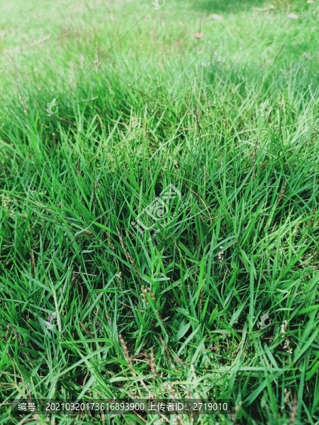 草地