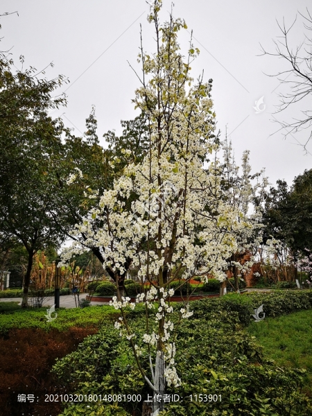 梨樹開花