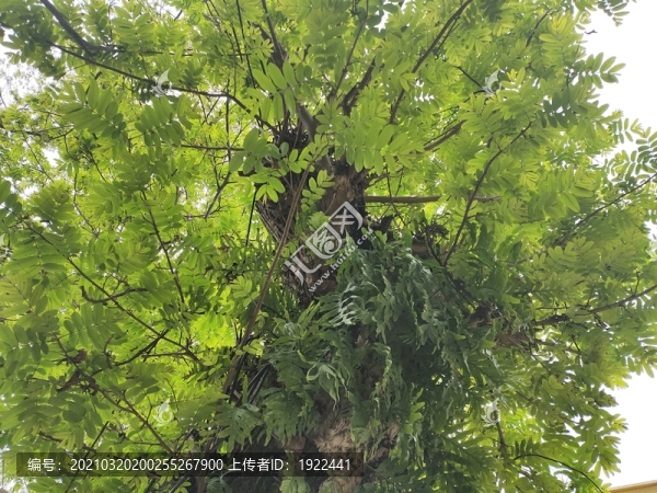 大葉頭楊樹