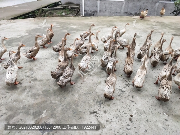 麻鴨養(yǎng)殖
