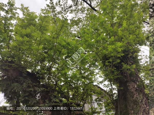 楓楊樹