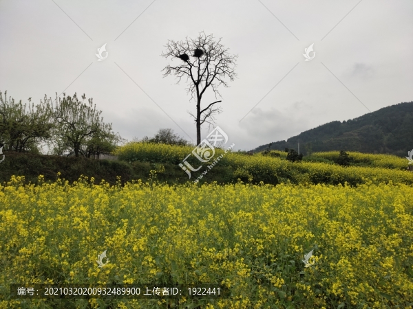 油菜種植