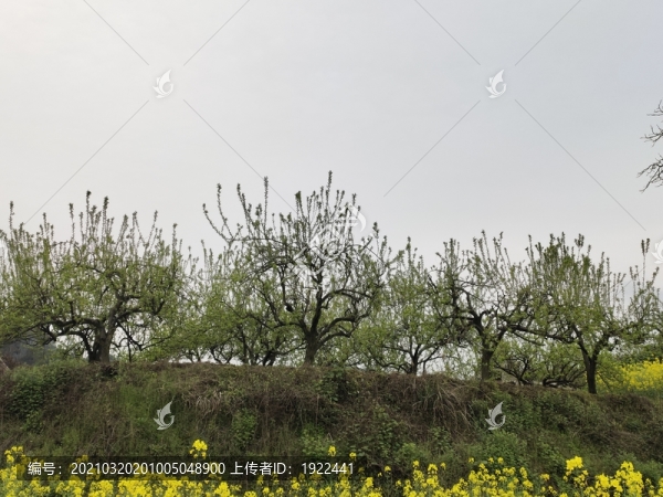李子樹