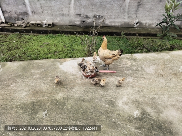 母雞帶小雞