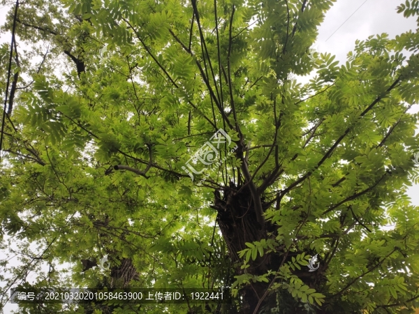楓楊樹枝葉