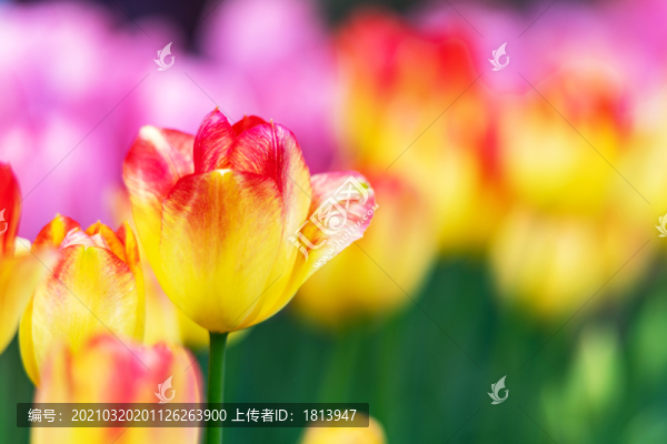 郁金香