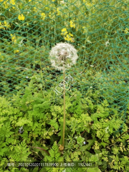 蒲公英花