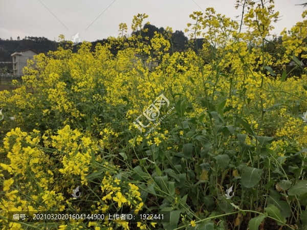 油菜花花
