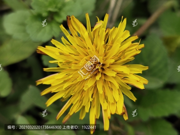 蒲公英花特寫