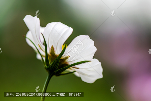 格?；? title=