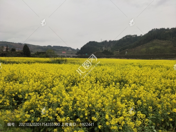 油菜花開