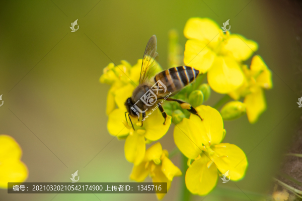 油菜花與蜜蜂