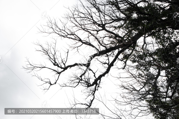 樹(shù)枝天空