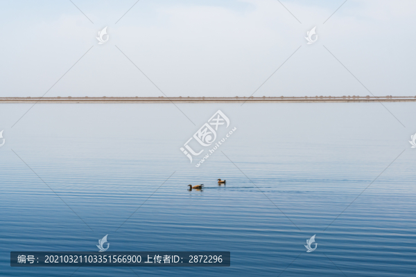 中國(guó)西部青海湖泊鴨子自由遨游
