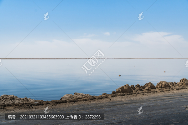 中國西部青海湖泊鴨子自由遨游