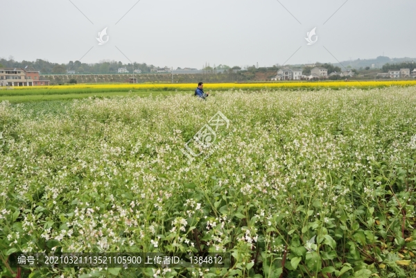 全心畈村春天風(fēng)光