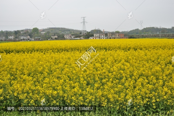 全心畈村春天風(fēng)光