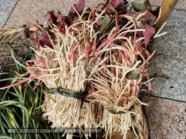 魚(yú)腥草
