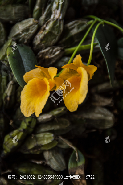石斛花