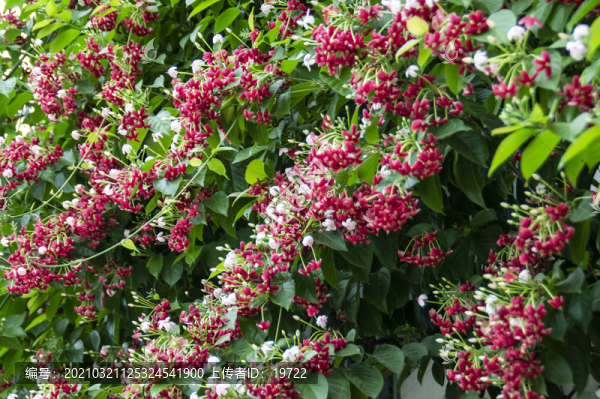 使君子花