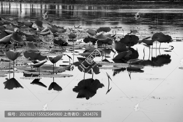 荷塘光影