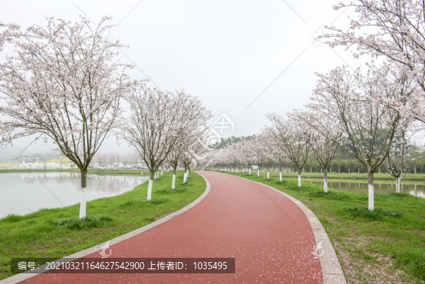 櫻花小道