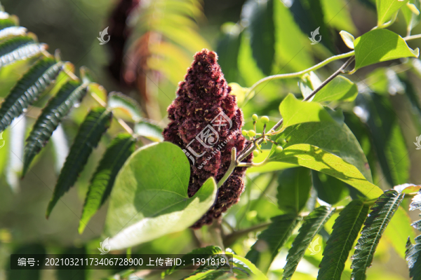火炬樹