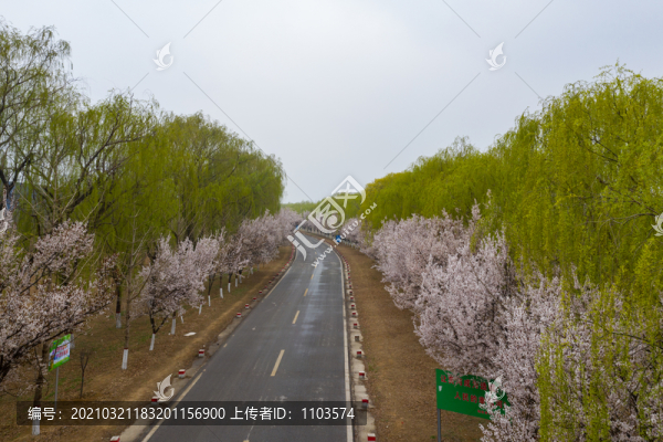 航拍濟南黃河大堤紅葉李小道01