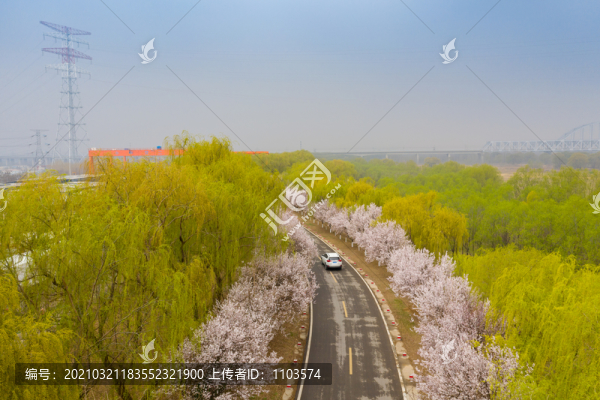 航拍濟(jì)南黃河大堤紅葉李小道16