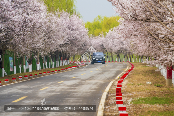 濟(jì)南黃河大堤紅葉李花開(kāi)成海28
