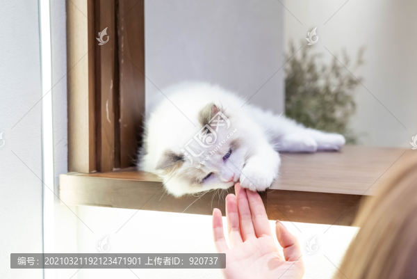 布偶貓