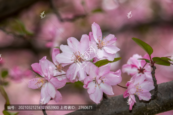 海棠花開